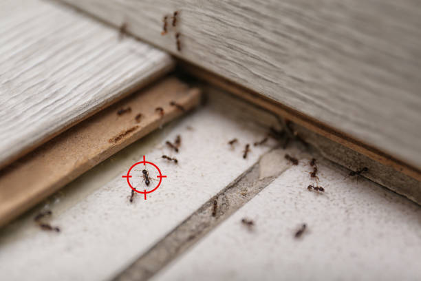 Best Exterminator Services  in Canyon Creek, WA