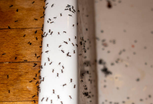 Best Pest Removal Services  in Canyon Creek, WA