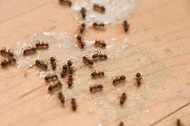 Best Cockroach Control Services  in Canyon Creek, WA