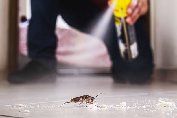 Best Spider Control Near Me  in Canyon Creek, WA