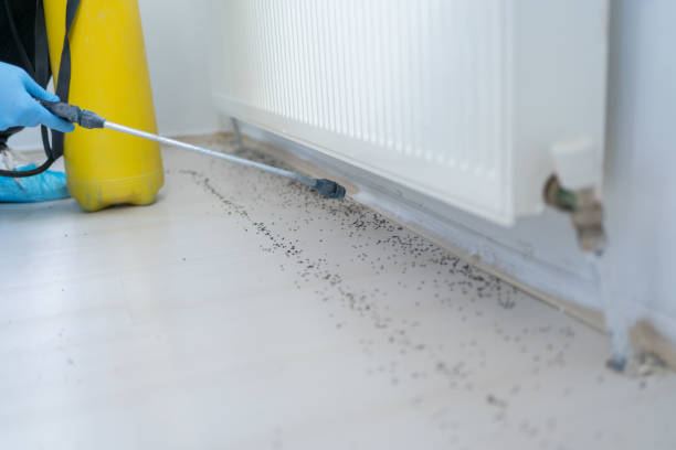 Best Cockroach Control Services  in Canyon Creek, WA